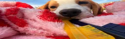 Beagle dogs for sale: Boy Lemon Pedegree Beagle - 5 months - Advert 11