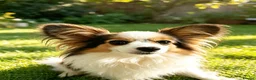 Papillon dogs for sale: Kc reg Papillon boy READY NOW!!! - Advert 8