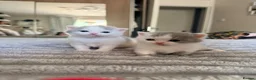 British Shorthair cats for sale: Supreme stunning quality bsh for sale in Tamworth - Advert 6