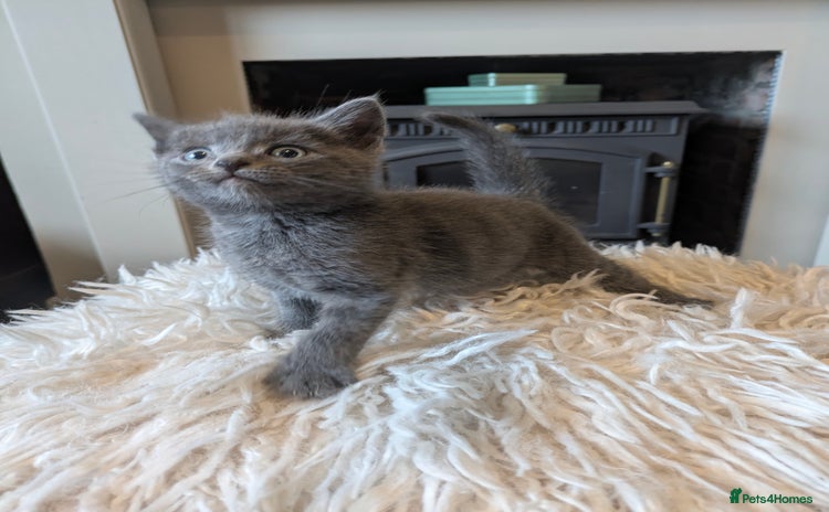 Domestic Shorthair cats - Advert 2