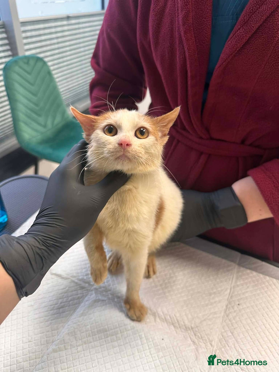 Mixed Breed cats for adoption: Apricot for adoption - Advert 8