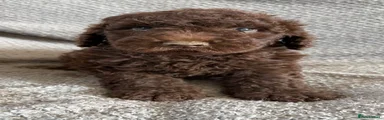 Labradoodle 1