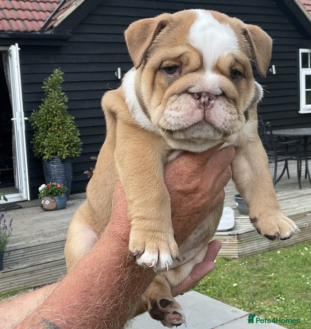 English Bulldog dogs for sale: LOGGERHEADS CHUNKY ENGLISH BULLDOG PUPPIES - Image 7