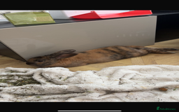 British Giant rabbits for sale: Rabbit for sale  - Image 1