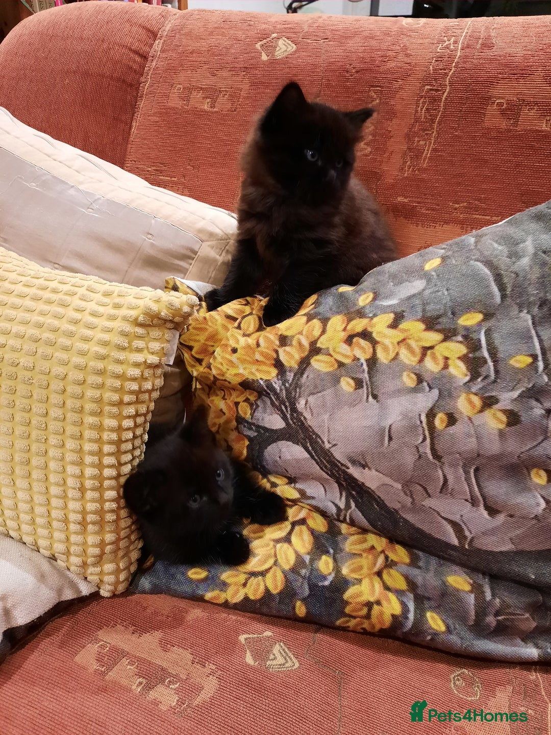 Mixed Breed cats for sale: 2 sweet kittens for sale - Advert 4