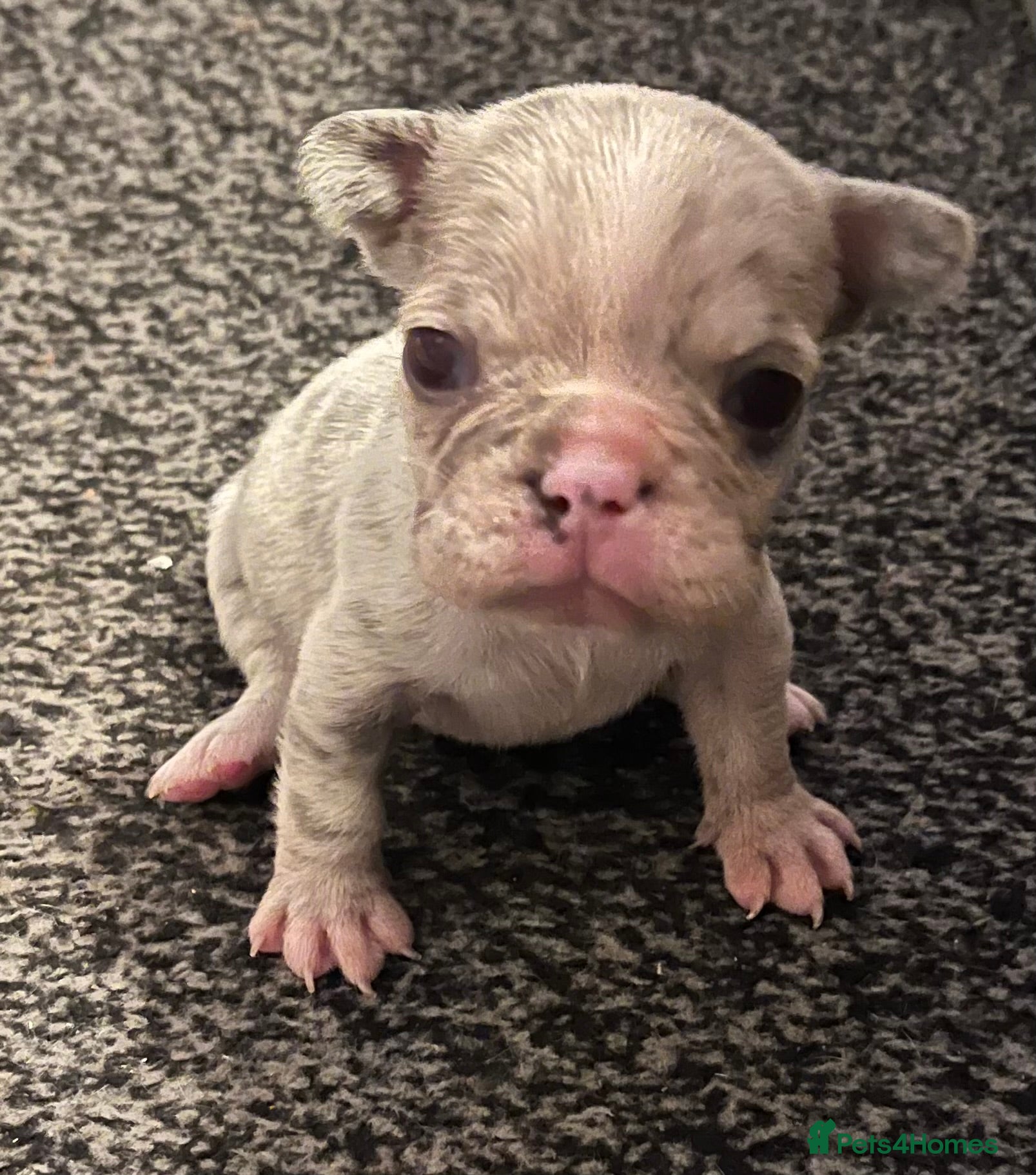 French Bulldog dogs 3 Beautiful french bulldog puppies  - Advert 5