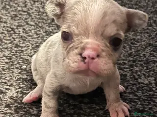 French Bulldog dogs 3 Beautiful french bulldog puppies - Advert 2