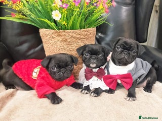 Pug dogs Adorable Pug puppies - Advert 6