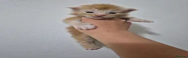 Ginger boy 1