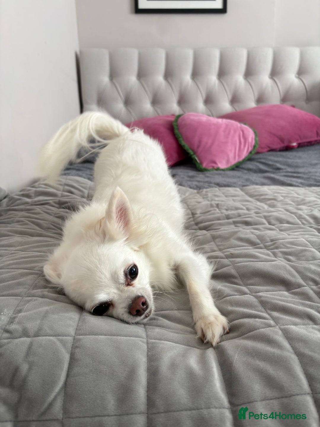 Chihuahua dogs for stud: Chihuahua Stud - Advert 3