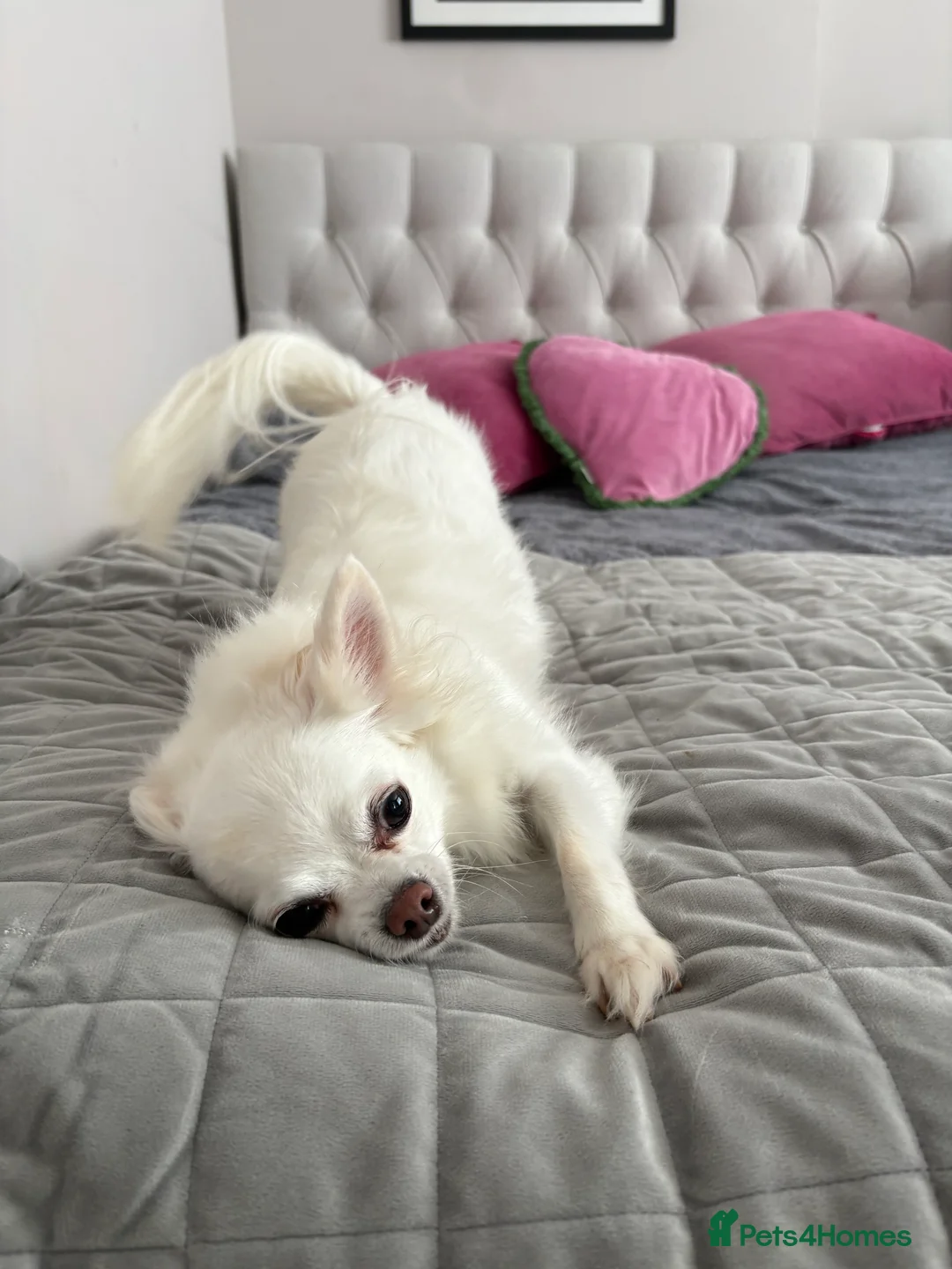 Chihuahua dogs for stud: Chihuahua Stud - Advert 3