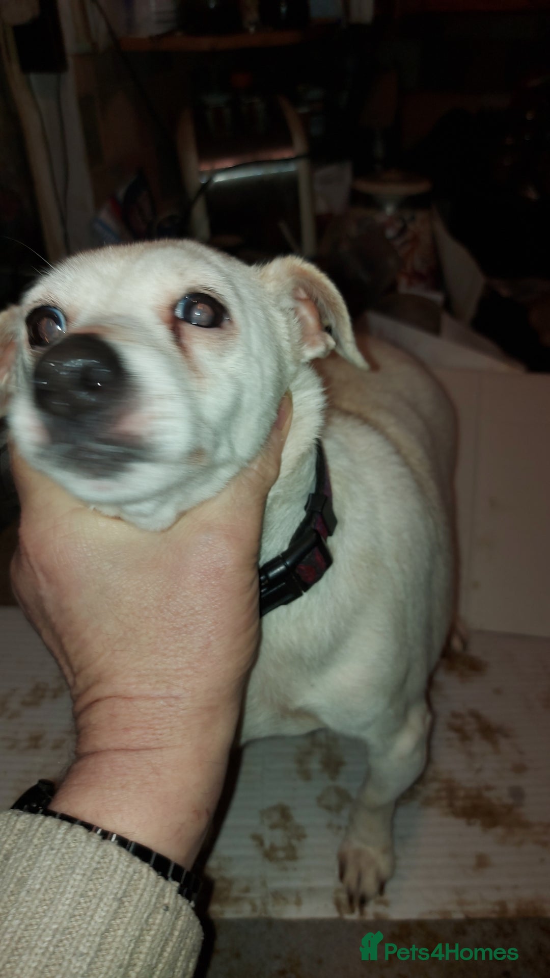 Jack Russell dogs for sale: Elderly Jack Russell In need of forever home - Image 1