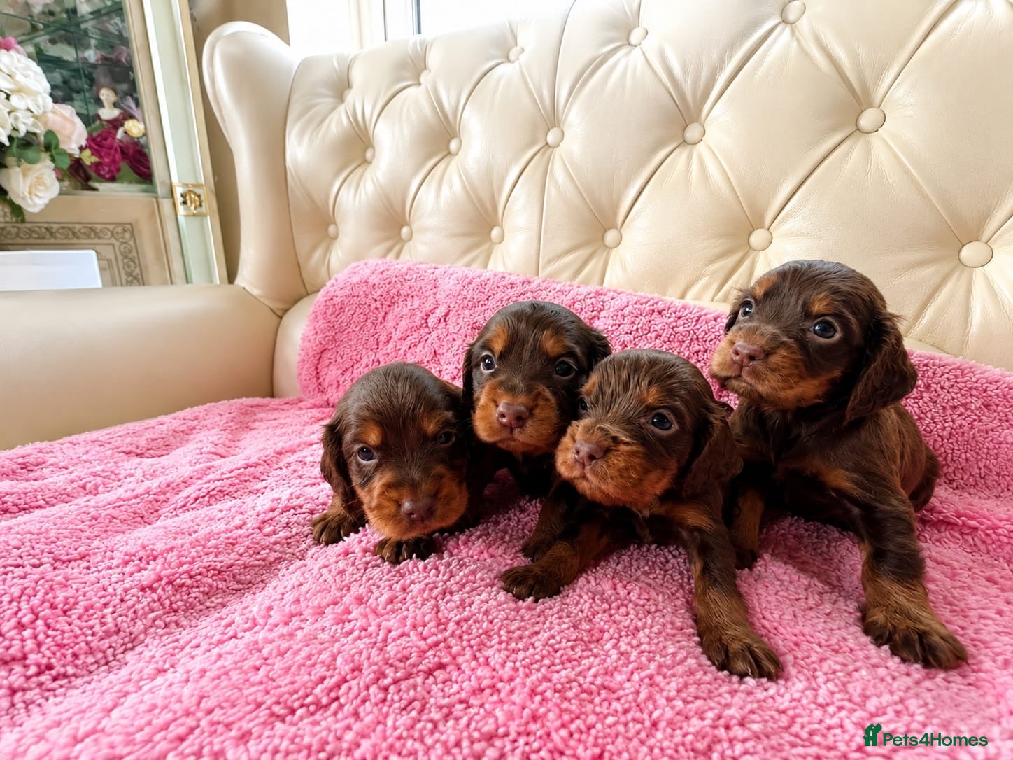 Cocker Spaniel dogs Beautiful working cockers  - Advert 2