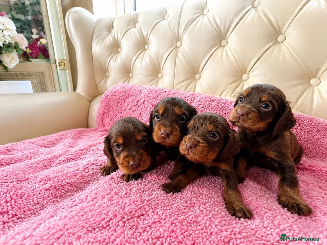 Cocker Spaniel dogs for sale: Beautiful working cockers  - Advert 2