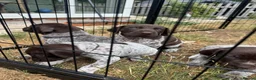 German Shorthaired Pointer dogs for sale: 8 week old German Shorthaired Pointer puppies  - Advert 7