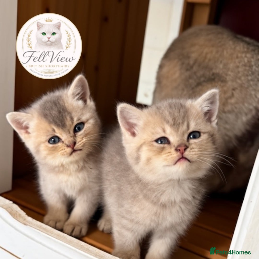 British Longhair cats GCCF Registered Pedigree British Shorthair Kittens - Advert 18