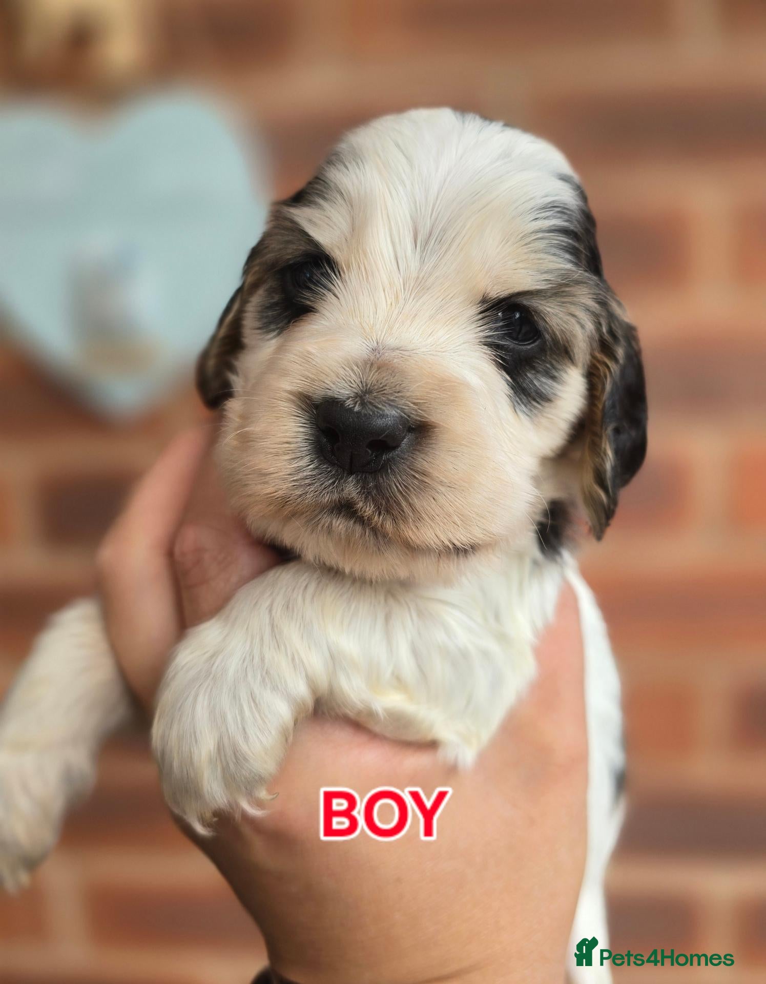 Cocker Spaniel dogs KC Reg Health Tested Show Cocker Spaniel puppies - Advert 1