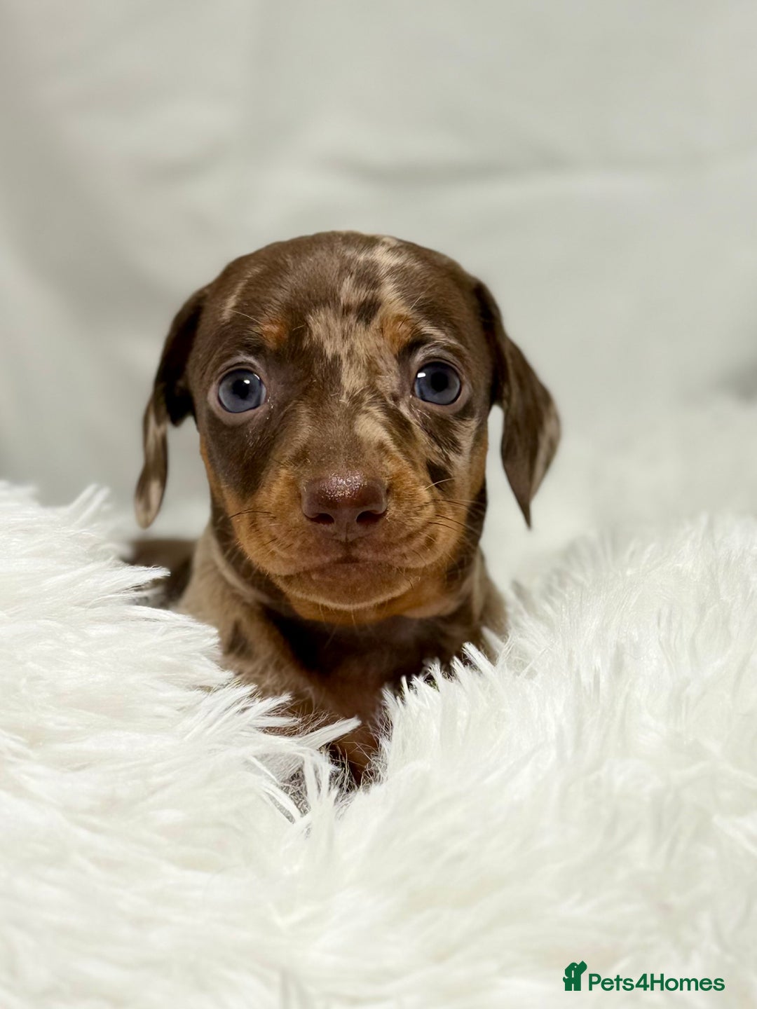 Miniature Dachshund dogs for sale: Stunning miniature dachshunds - Image 9