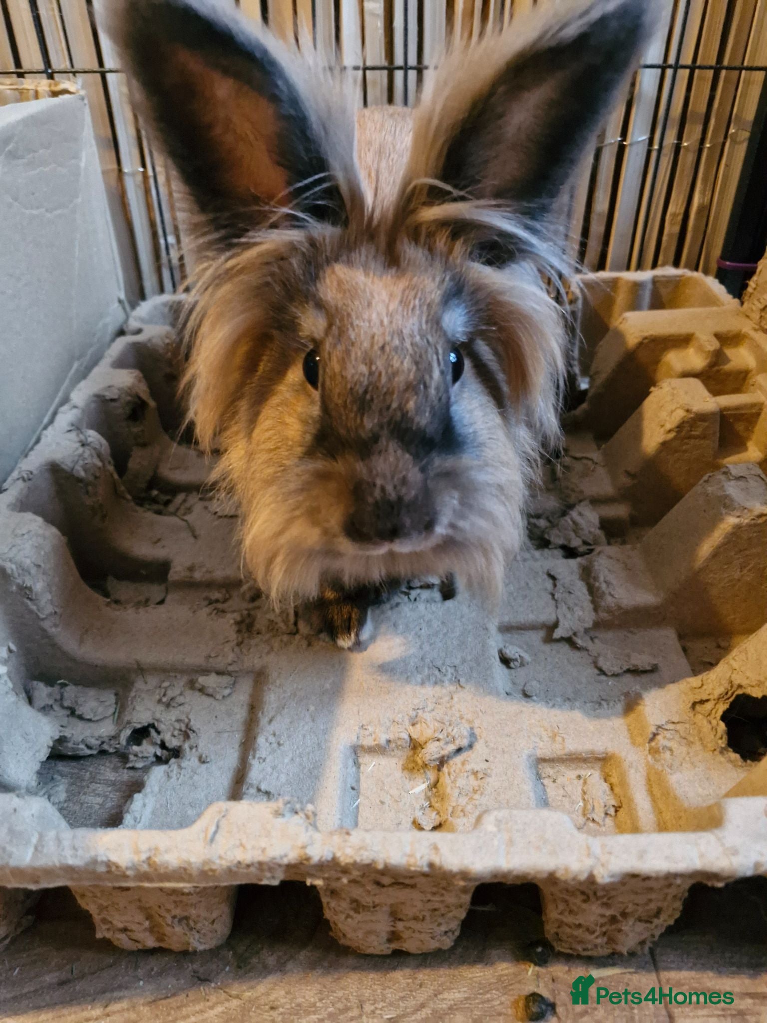 Lionhead rabbits Bonded lion head sisters - Advert 14