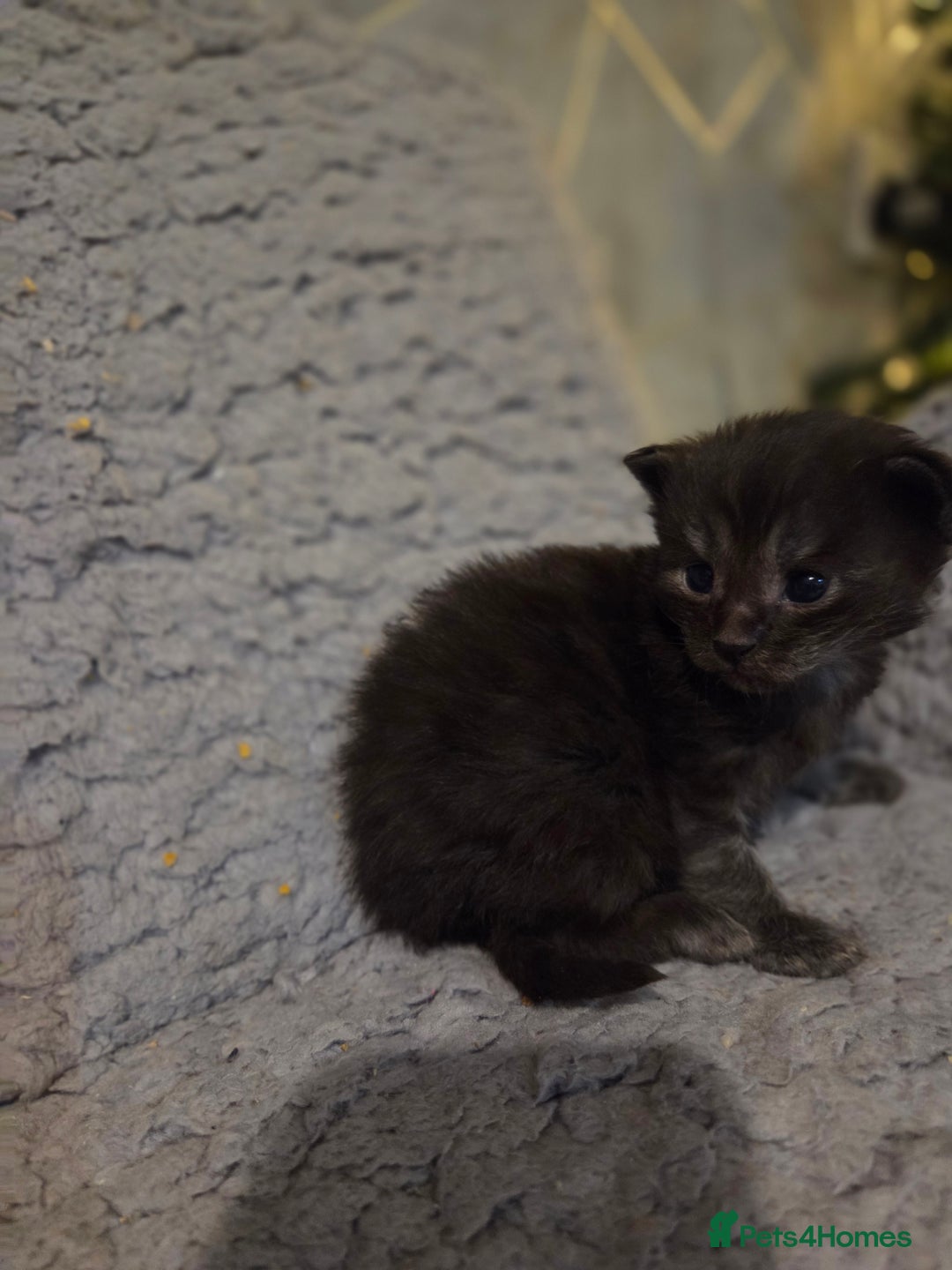 Maine Coon cats for sale: TICA registered MaineCoons 😸  - Advert 26