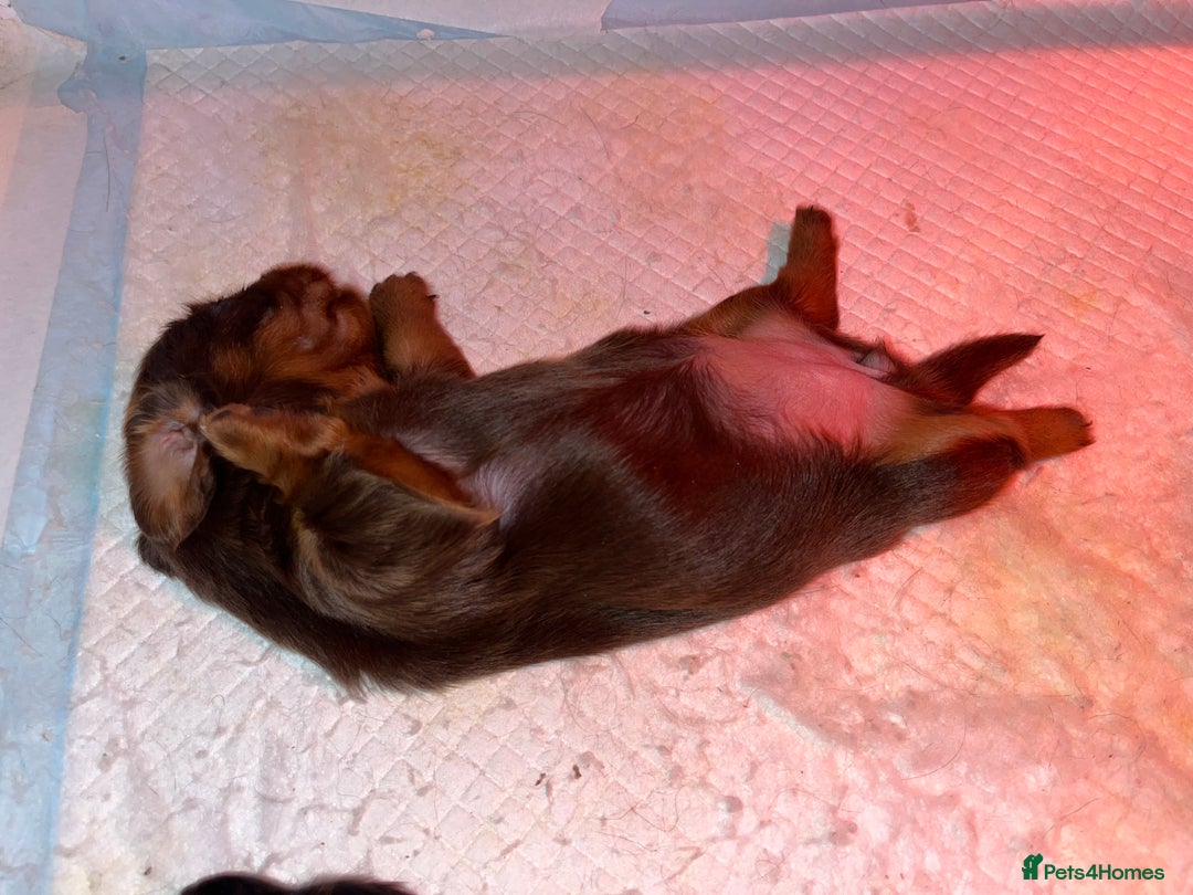 Miniature Dachshund dogs for sale: Miniature Dachshund Long haired puppies - Image 6