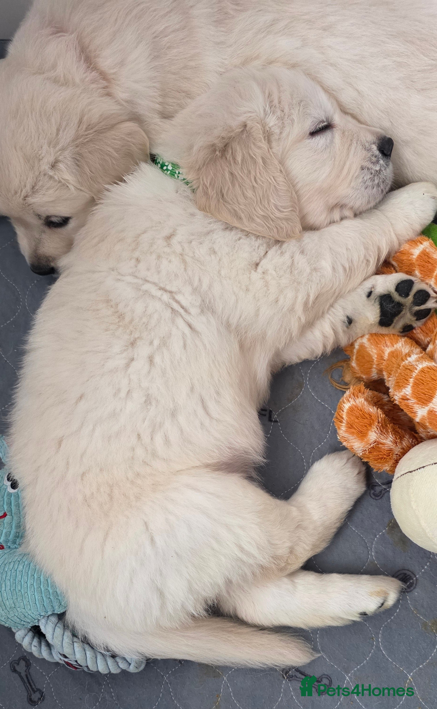 Golden Retriever dogs KC Golden Retriever Puppies – Only 3 Available - Advert 2