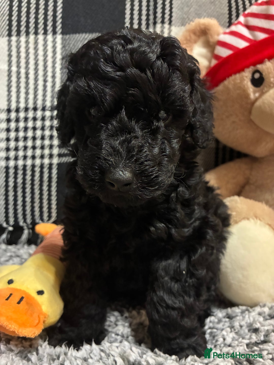 Miniature Poodle dogs for sale: miniature poodles  - Advert 22
