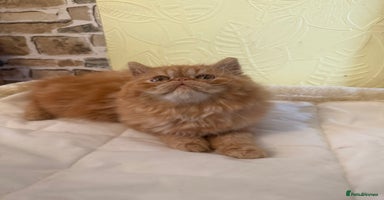 Persian cats - Advert 6
