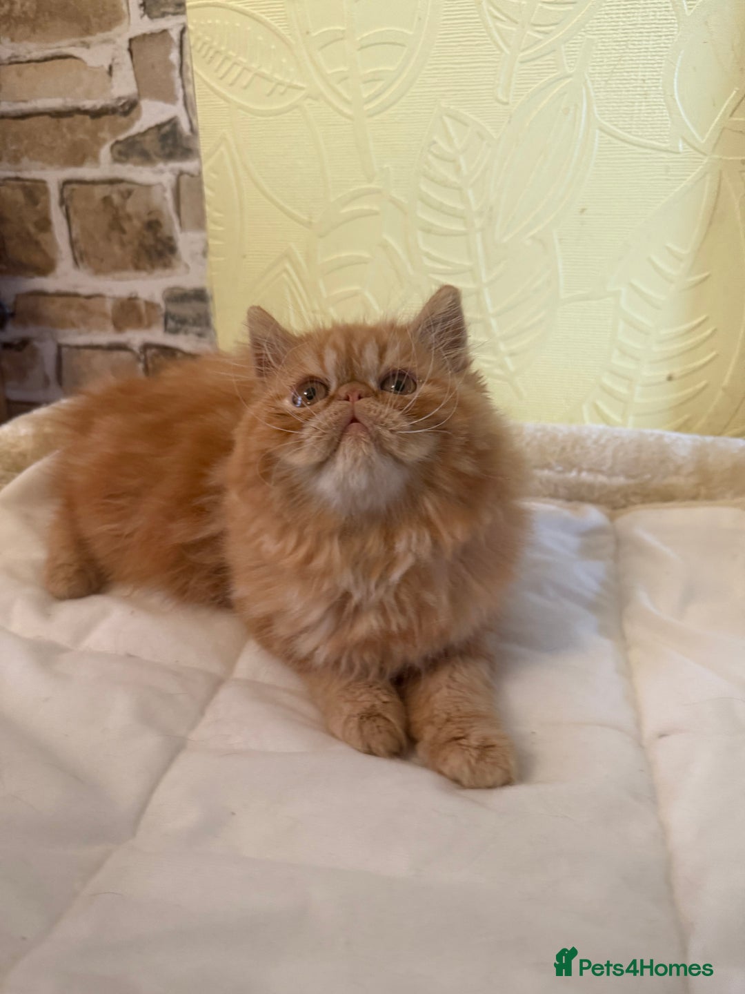 Persian cats for sale: 💗5 Boys and 3 Girl 💗 - Image 2