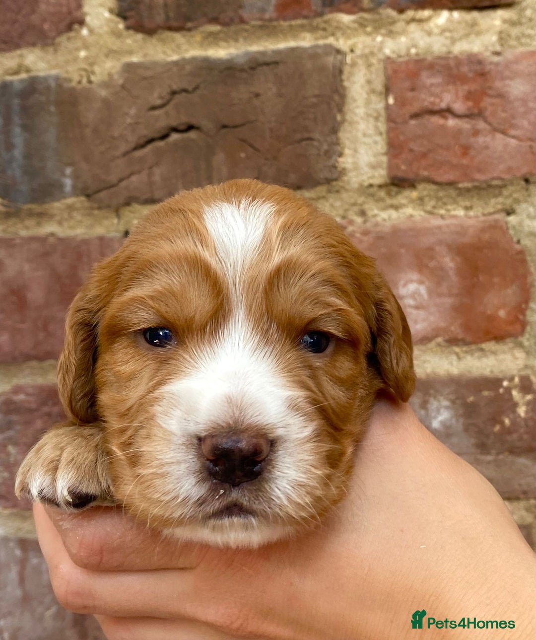 Cocker Spaniel dogs for stud: Fully health tested dark red working cocker stud - Image 16