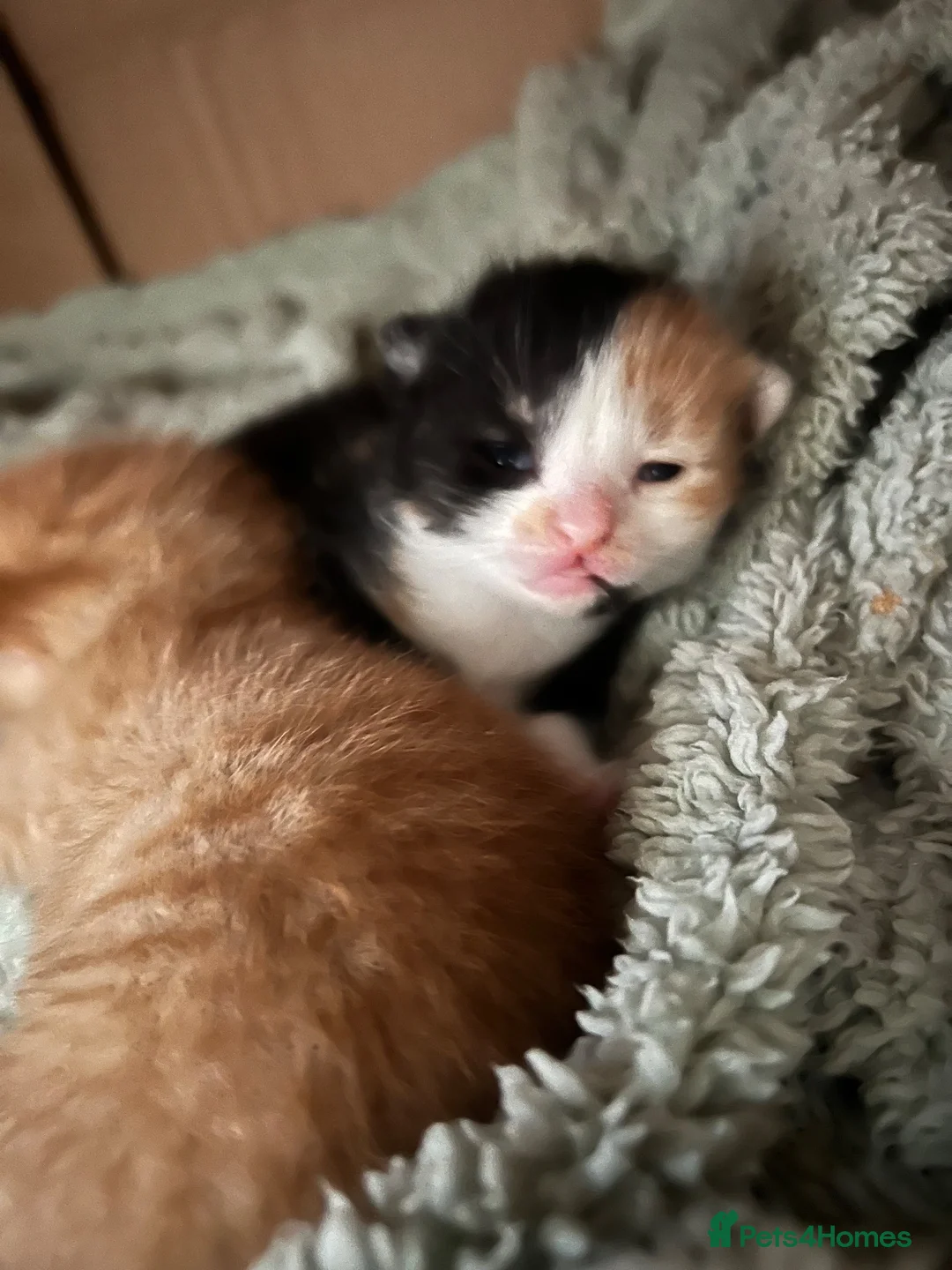Mixed Breed cats for sale: 3 beautiful kittens  - Advert 37