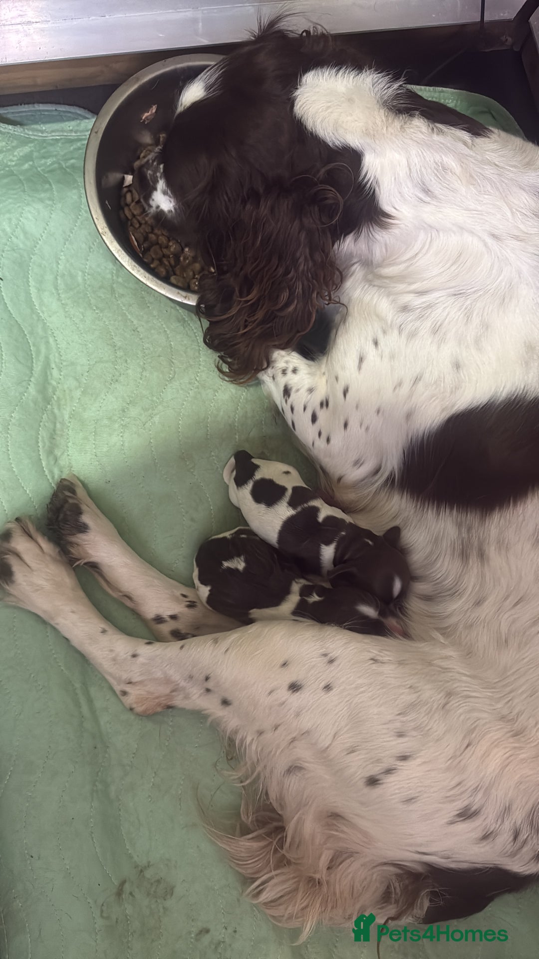 English Springer Spaniel dogs for sale: English Springer Spaniel Puppies - Advert 5