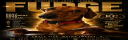 Miniature Dachshund dogs for stud: Miniature Dachshund For Stud - Advert 1