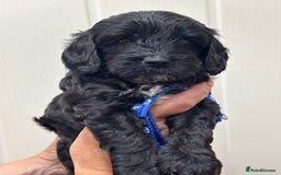 Cavapoo dogs for sale: ❤️ F1B CAVAPOOS 5* health checked ❤️ - Image 19
