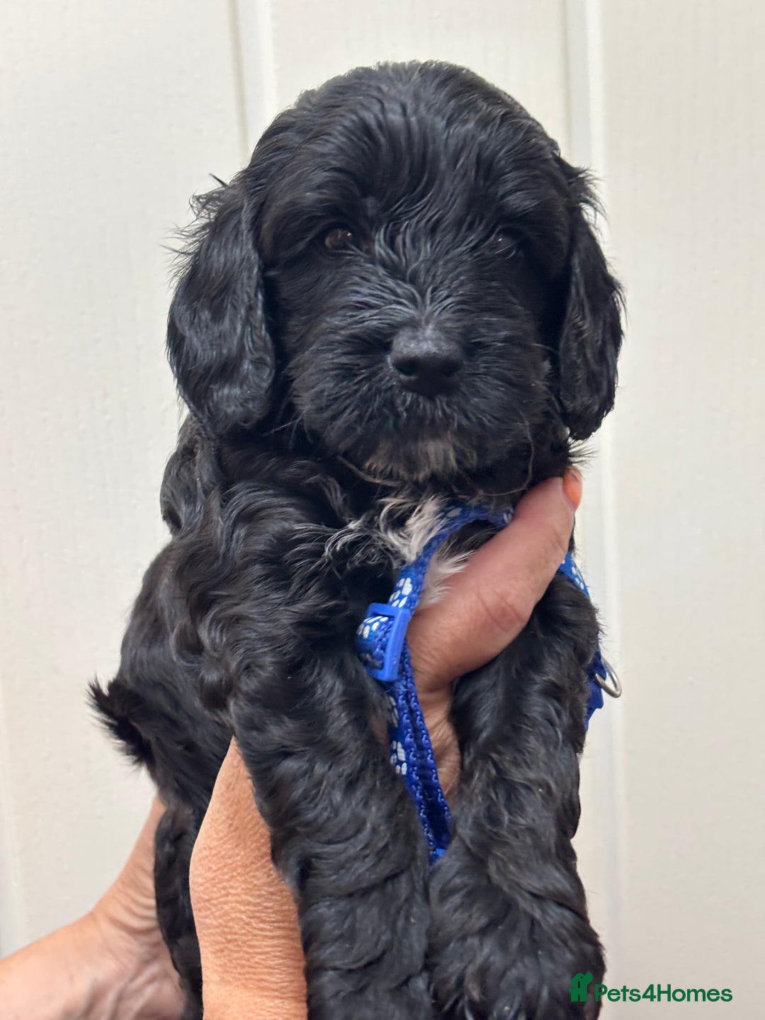 Cavapoo dogs for sale: ❤️ F1B CAVAPOOS 5* health checked ❤️ - Image 19