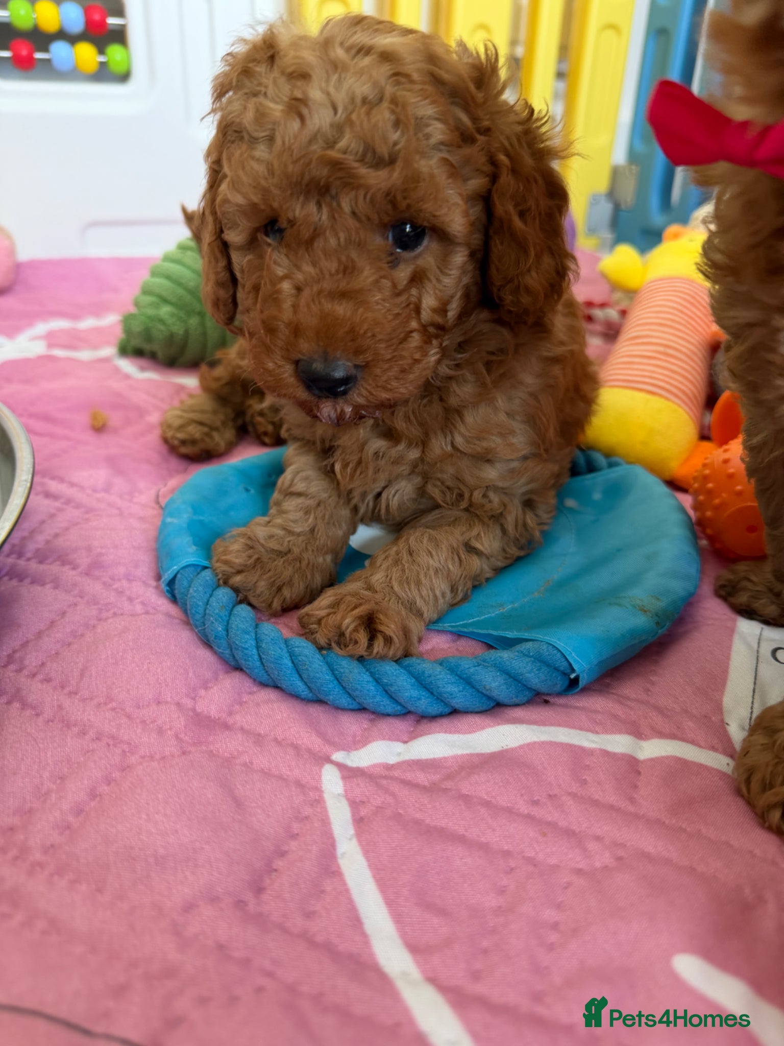 Miniature Poodle dogs Poodle Puppies  - Advert 17