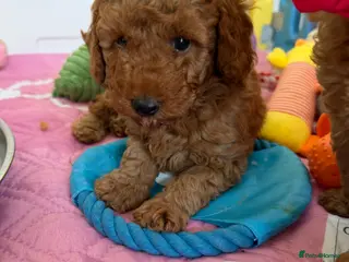 Miniature Poodle dogs Poodle Puppies - Advert 17