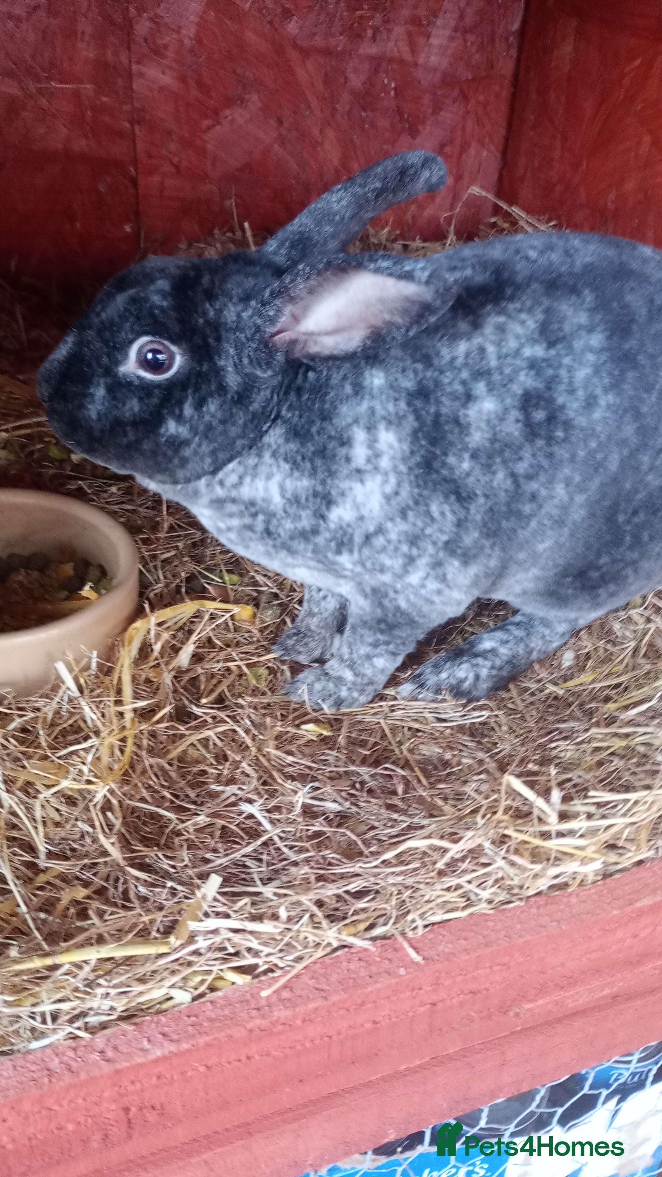 Rex rabbits Attractive Mini Rex Rabbits - Advert 7