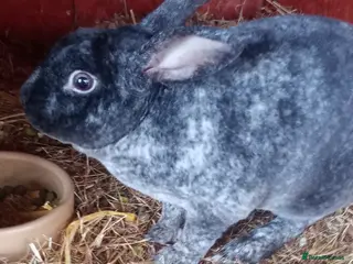 Rex rabbits Attractive Mini Rex Rabbits - Advert 7