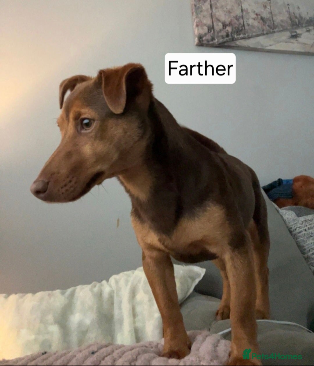 Jack Russell dogs for sale: Traditional Short Legged Jackrussell Pups!  - Image 16
