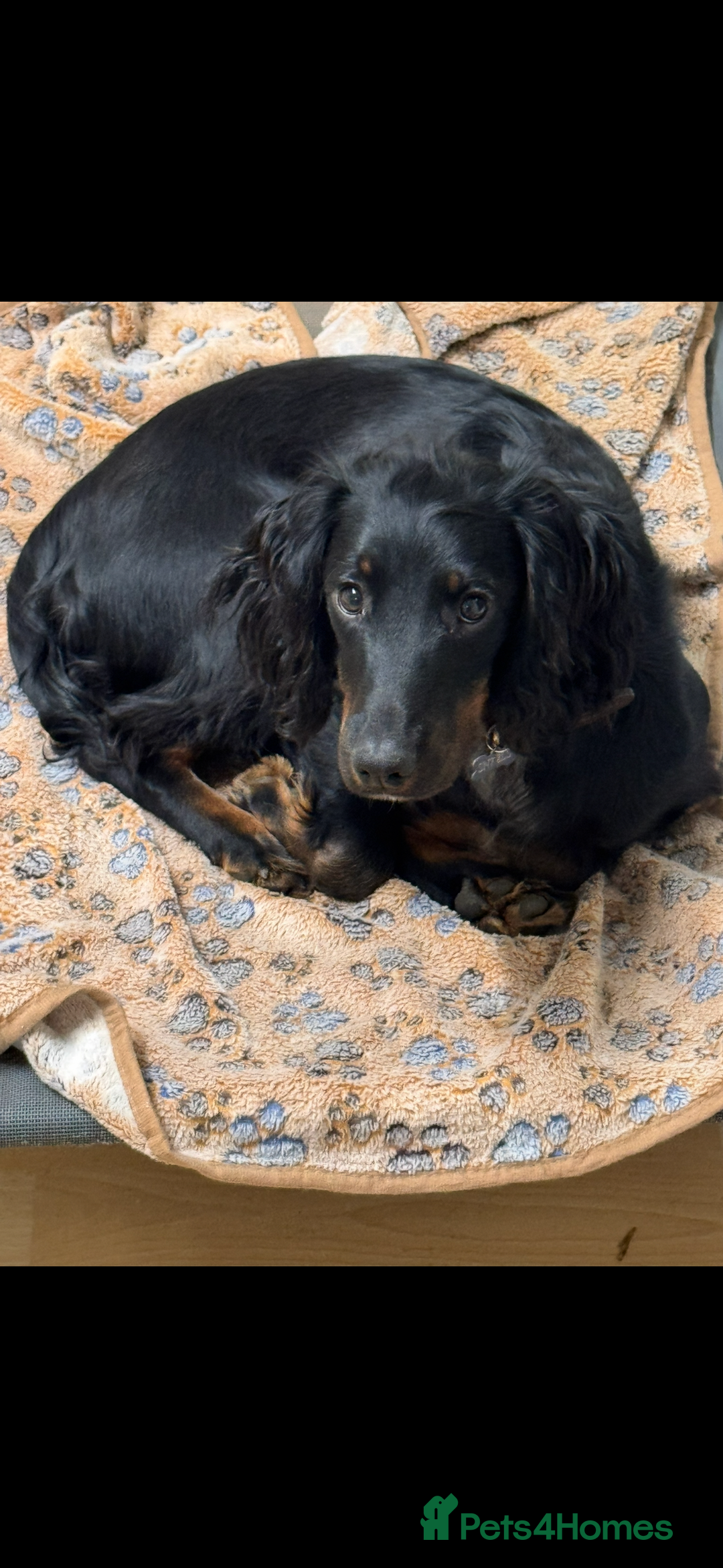 Cocker Spaniel dogs for sale: Working Cocker Spaniel Puppies - Advert 26