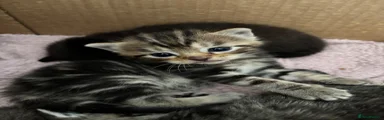 Simba