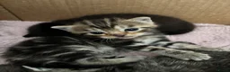 Mixed Breed cats for sale: Lovely kittens  in Leighton Buzzard - Advert 16