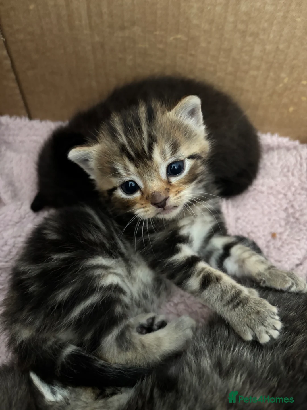 Mixed Breed cats for sale: Lovely kittens  in Leighton Buzzard - Advert 16