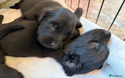 Flat coated Retriever dogs for sale: Flat Coated Retriever Puppies - Image 1