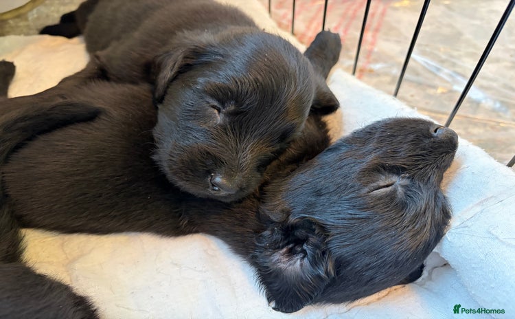 Flat coated Retriever dogs - Advert 1