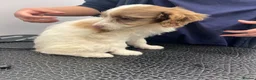 Cockapoo dogs for sale: Last couple of F1s - £450 merle, chocolate, Parti  - Advert 9