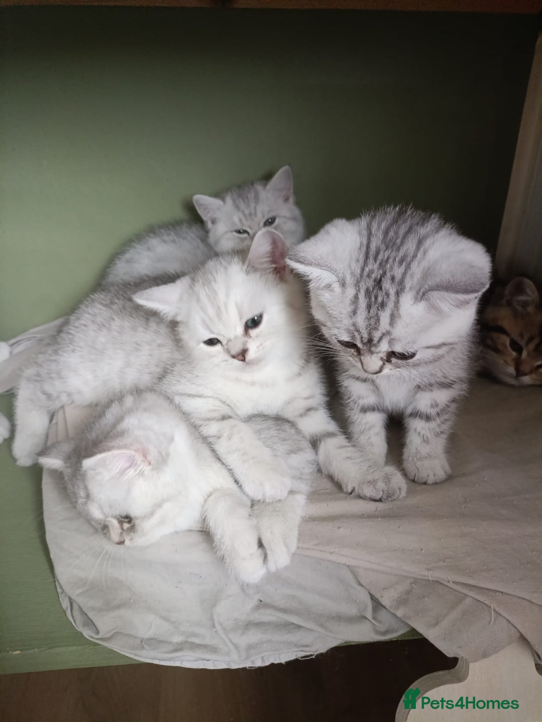 British Shorthair cats for sale: Beautiful  British Shorthair kittens  - Advert 5