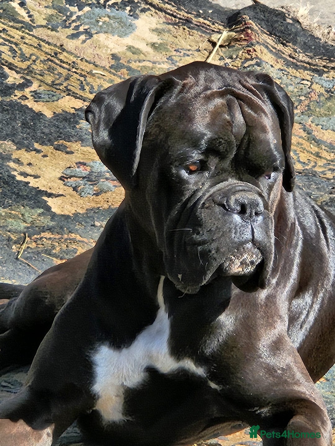 Boxer dogs for sale: Rare Beautiful KC registered puppies for sale  - Advert 17