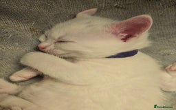 Mixed Breed cats for sale: Scottish straight cross kittens - Image 9
